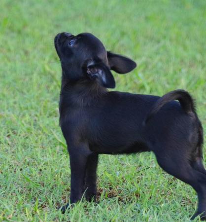 Griffon Bruxellois for sale by WITTONGAPARK