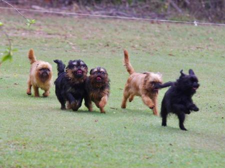 Griffon Bruxellois for sale by WITTONGAPARK