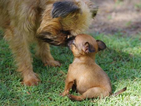 Griffon Bruxellois for sale by WITTONGAPARK