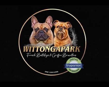 French Bulldog for sale by WITTONGAPARK
