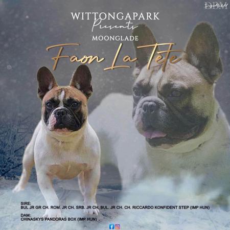 French Bulldog for sale by WITTONGAPARK