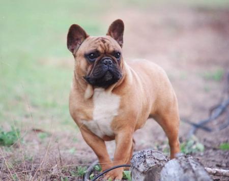 French Bulldog for sale by WITTONGAPARK