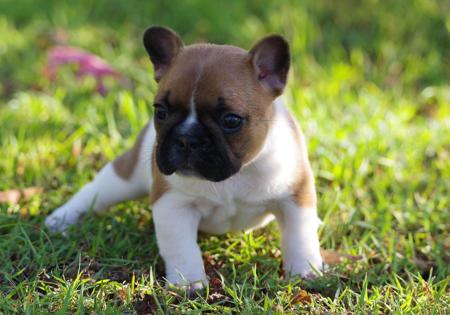 French Bulldog for sale by WITTONGAPARK