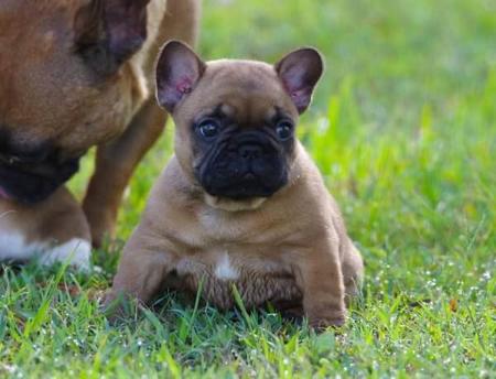 French Bulldog for sale by WITTONGAPARK