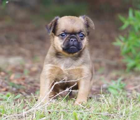 Griffon Bruxellois puppy for sale by WITTONGAPARK