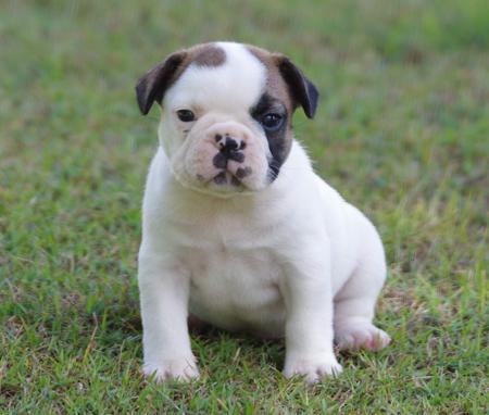 French Bulldog puppy for sale by WITTONGAPARK