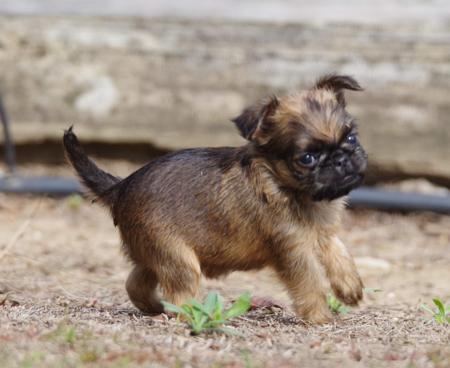 Griffon Bruxellois puppy for sale by WITTONGAPARK
