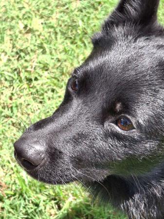 Schipperke puppy for sale by BRILLIG