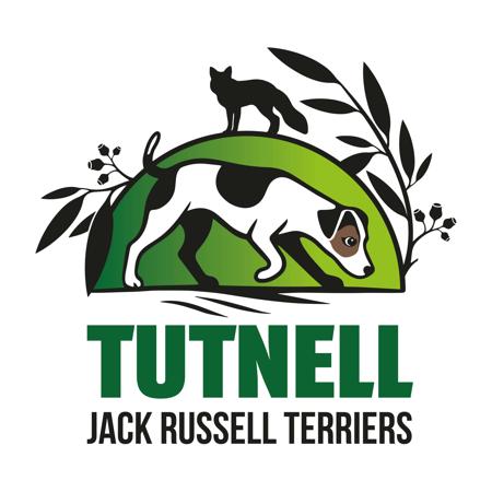 Jack Russell Terrier for sale by TUTNELL
