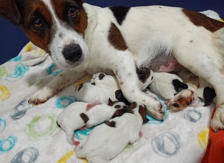 Jack Russell Terrier for sale by TUTNELL