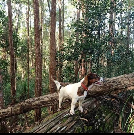 Jack Russell Terrier for sale by TUTNELL