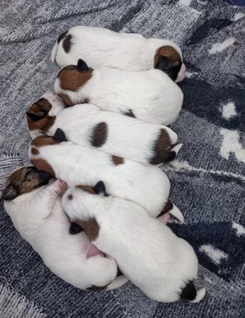 Jack Russell Terrier for sale by TUTNELL