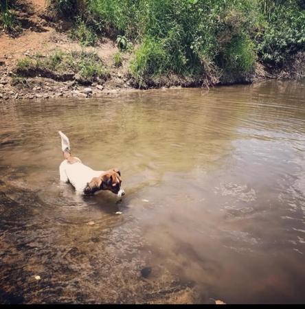 Jack Russell Terrier for sale by TUTNELL