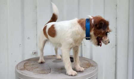 Jack Russell Terrier for sale by TUTNELL