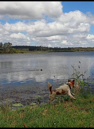 Jack Russell Terrier for sale by TUTNELL