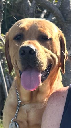 Labrador Retriever for sale by ADORALAB