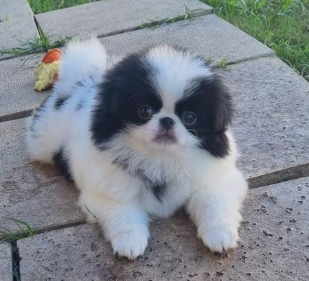 Japanese Chin for sale by KINLOU