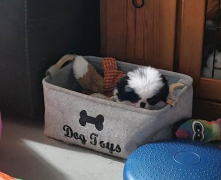 Japanese Chin for sale by KINLOU