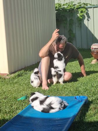 Japanese Chin for sale by KINLOU