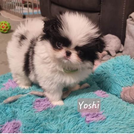 Japanese Chin for sale by KINLOU