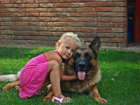 German Shepherd Dog for sale by AWATEA