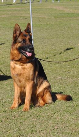 German Shepherd Dog for sale by AWATEA