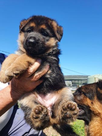 German Shepherd Dog for sale by AWATEA