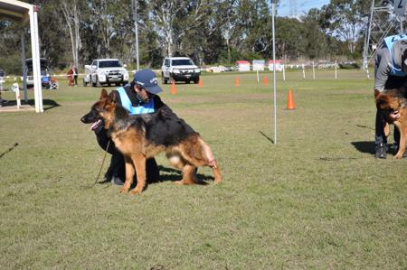 German Shepherd Dog for sale by AWATEA