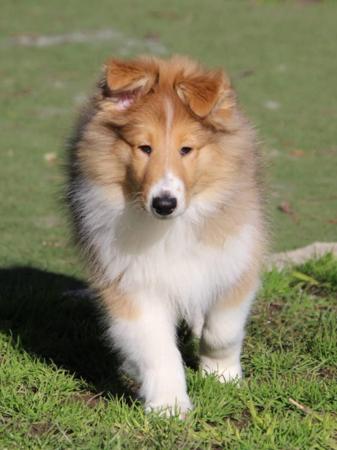Collie (Rough) for sale by COLTIE