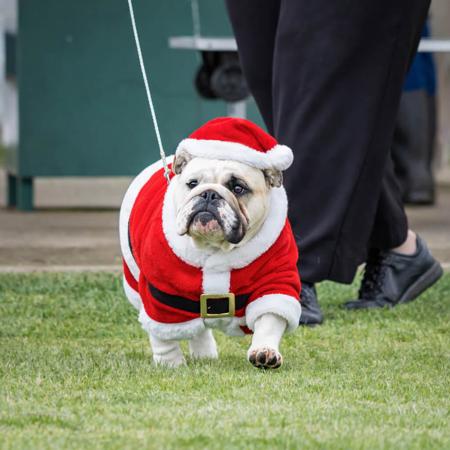 British Bulldog for sale by KARAZMA