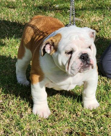 British Bulldog for sale by KARAZMA