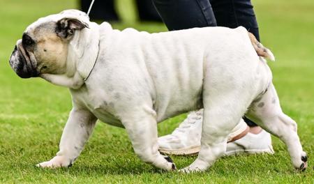 British Bulldog for sale by KARAZMA