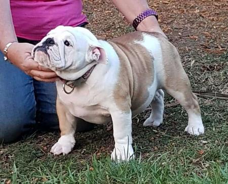 British Bulldog for sale by KARAZMA