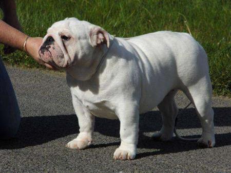 British Bulldog for sale by KARAZMA