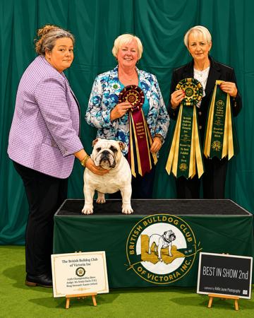 British Bulldog for sale by KARAZMA