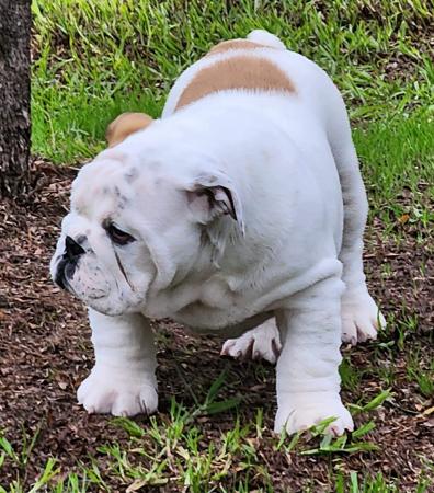British Bulldog puppy for sale by KARAZMA