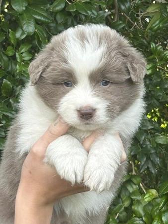 Border Collie puppy for sale by BOJAK