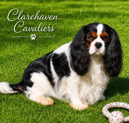 Cavalier King Charles Spaniel for sale by CLAREHAVEN