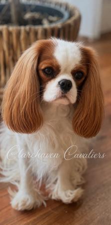 Cavalier King Charles Spaniel for sale by CLAREHAVEN