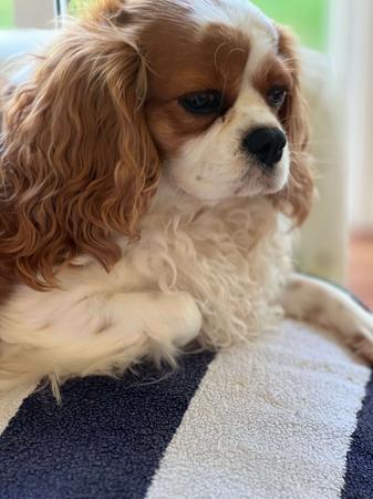 Cavalier King Charles Spaniel for sale by CLAREHAVEN