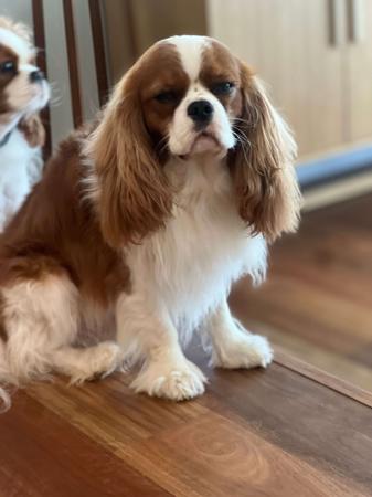 Cavalier King Charles Spaniel for sale by CLAREHAVEN