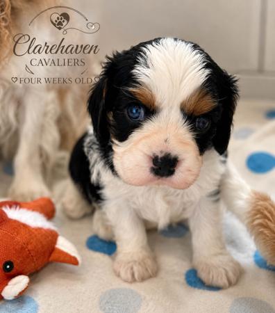 Cavalier King Charles Spaniel puppy for sale by CLAREHAVEN