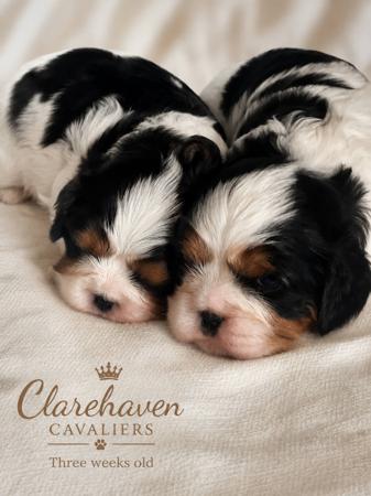 Cavalier King Charles Spaniel puppy for sale by CLAREHAVEN