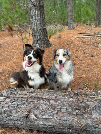 Australian Shepherd for sale by MEMYMA