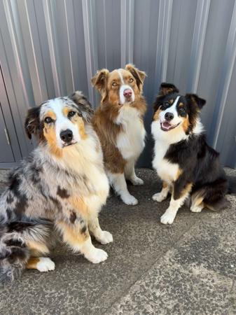 Australian Shepherd for sale by MEMYMA
