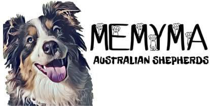 Australian Shepherd for sale by MEMYMA