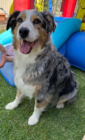 Australian Shepherd for sale by MEMYMA