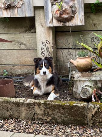 Australian Shepherd for sale by MEMYMA