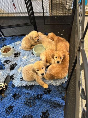 Golden Retriever for sale by LORPRENOR