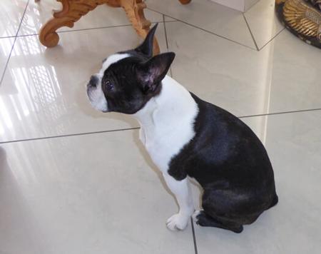 Boston Terrier puppy for sale by LAEXOTICA